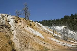 Geothermal Gallery: Mammoth Hot Springs, Yellowstone National Park, UNESCO World Heritage Site, Wyoming