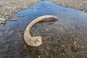 Tusk Gallery: Mammoth tusk in a riverbed near Doubtful village, Wrangel Island, UNESCO World Heritage Site