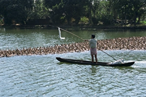 Duck Prints: Man in a boat herds ducks from the water onto the rice