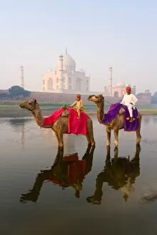 Man and boy riding camels in the Yamuna River in front of the Taj Mahal, UNESCO World Heritage Site, Agra