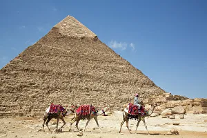 Camels Prints: Man with Camels, Pyramid of Khafre (Chephren) in the background