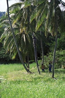 Tobago Prints: Man climbing a coconut tree