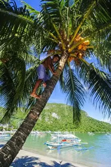 Images Dated 26th April 2011: Man climbing on a coconut tree, El Nido, Bacuit Archipelago, Palawan, Philippines, Southeast Asia