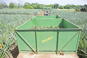 Images Dated 13th March 2009: Man driving truck with harvested organic pineapples, Costa Rica, Central America