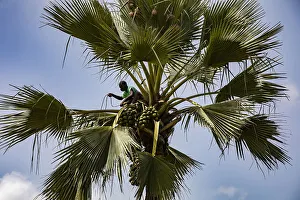 Senegal Prints: Man fetching fruit in a palmyra palm tree in Thiaoune, Senegal, West Africa, Africa