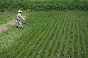 Cutting Prints: Man in field cutting rice in Kiso Valley