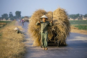 Pulling Prints: Man with freshly harvested rice on cart in the ricefields