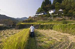 Images Dated 9th October 2008: Man harvesting rice by machine in small terraced rice fields near Oita
