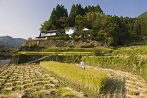 Rice Fields Prints: Man harvesting rice by machine in small terraced rice fields near Oita