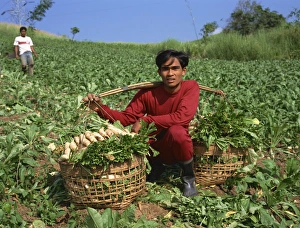 30 35 Years Prints: Man harvesting turnips from a field at a farm at Phisanolok