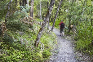 Walkers Prints: Man hiking in Warren National Park, Pemberton, Western Australia, Australia, Pacific