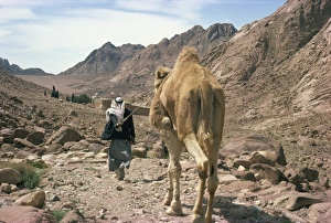 Man leading camel, near St. Catherines Monastery, Sinai, Egypt, North Africa, Africa