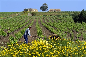 Man with machine cultivating the vines in spring in