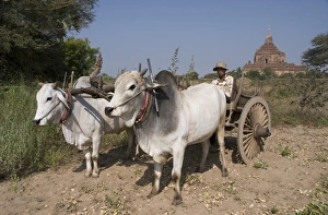 Pulling Prints: Man in ox cart, and Htilominlo Pahto in the background