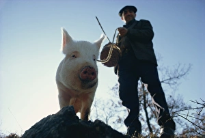 Man and his pig looking for truffles