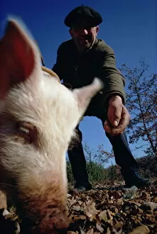 Animal Head Collection: Man and his pig looking for truffles