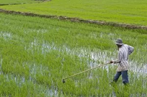 Images Dated 1st January 2010: Man in a rice paddy, Vietnam, Indochina, Southeast Asia, Asia