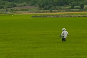 Images Dated 1st January 2010: Man in a rice paddy, Vietnam, Indochina, Southeast Asia, Asia