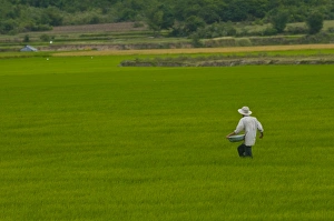 Farmer Prints: Man in a rice paddy, Vietnam, Indochina, Southeast Asia, Asia