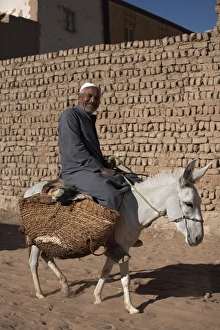 A man rides his mule through the streets of Al-Qasr, Dakhla Oasis, Egypt
