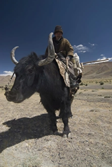 Images Dated 24th August 2009: Man riding a yak, Pamir Highway, Tajikistan, Central Asia, Asia