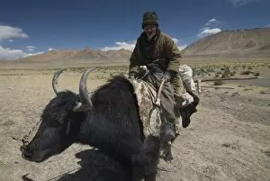 Images Dated 24th August 2009: Man riding a yak, Pamir Highway, Tajikistan, Central Asia, Asia