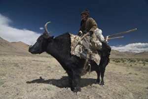 Images Dated 24th August 2009: Man riding a yak, Pamir Highway, Tajikistan, Central Asia, Asia