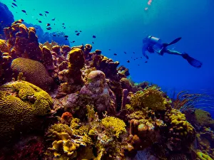 Recreational Pursuits Prints: Man scuba diving while exploring the coral reefs of Bonaire, Netherlands Antilles