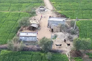Jaipur Prints: Man sitting on house roof in tiny agricultural hamlet amidst fields of vegetables