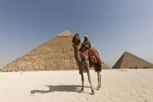Man in traditional dress on a camel in front of the Pyramid of Khafre in Giza, UNESCO World Heritage Site, near Cairo