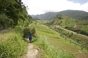 Terraced Field Prints: Man walking carrying heavy bundles of rice straw past fertile smallholdings full of vegetables on the slopes central