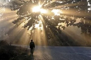 Man walking along a street with sun rays shining through a tree, Highlands