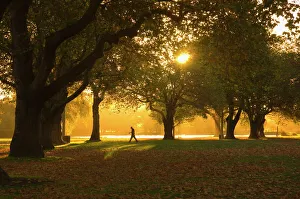 Images Dated 3rd March 2008: Man walking under trees