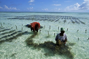 Tanzanian Prints: Man and woman working in seaweed cultivation, Zanzibar, Tanzania, East Africa, Africa
