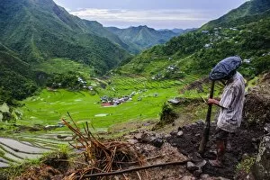 Images Dated 24th April 2011: Man working in the Batad rice terraces, part of the UNESCO World Heritage Site of Banaue, Luzon