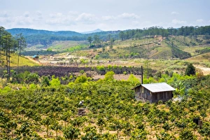Plantation Prints: A man works in a coffee plantation near his home, Lac Duong District, Lam Dong Province