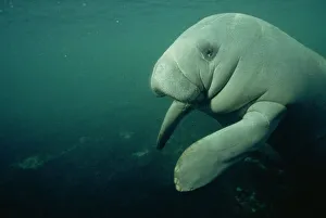 Florida Prints: Manatee, Crystal River, Florida, United States of America, North America