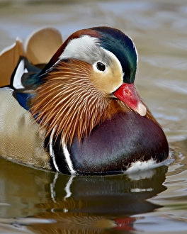 Mandarin duck (Aix galericulata) drake in captivity, Rio Grande Zoo, Albuquerque Biological Park Mandarin duck (Aix galericulata) drake in captivity, Rio Grande Zoo, Albuquerque Biological Park