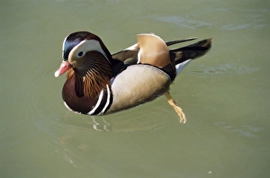 Burford Prints: Mandarin duck, male, Burford, Oxfordshire, England, United Kingdom, Europe