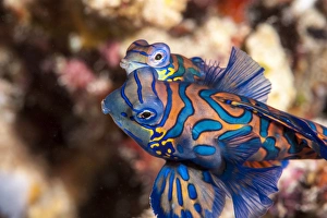 Images Dated 27th May 2008: Mandarinfish (Synchiropus splendidus) mating, Sulawesi, Indonesia, Southeast Asia, Asia