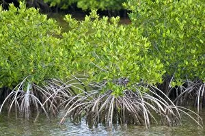 Images Dated 25th April 2011: Mangrove forest in Buena Vista UNESCO Biosphere Reserve, Buena Vista Bay