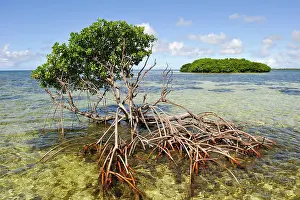 Roots Prints: Mangrove, Grand Cul-de-sac Marin, Vieux-Bourg, Morne-a-l'eau, Grande-Terre, Guadeloupe