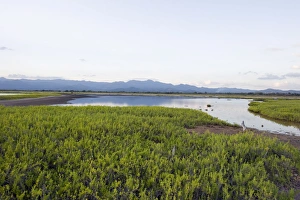 Mangroves Prints: Mangrove and mountains near Trinidad, Cuba, West Indies, Caribbean, Central America