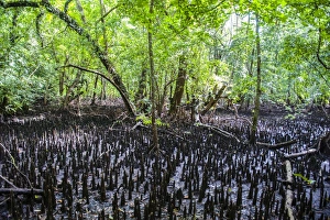 Rock Islands Prints: Mangrove roots on Carp island, Rock islands, Palau, Central Pacific, Pacific
