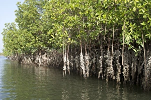 Dayime Prints: Mangrove swamps with oysters growing up the roots, Makasutu, Gambia, West Africa, Africa