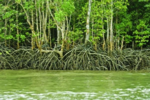 Malaysian Prints: Mangrove tour, Langkawi Island, Malaysia, Southeast Asia, Asia