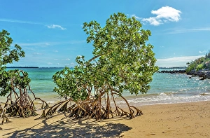 Bermuda Prints: Mangrove trees on the beach at Blue Hole Park, Bermuda