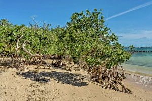 Bermuda Prints: Mangrove trees on the beach at Blue Hole Park, Bermuda
