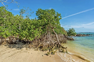 Bermuda Prints: Mangrove trees on the beach at Blue Hole Park, Bermuda