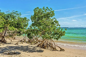 Bermuda Prints: Mangrove trees on the beach at Blue Hole Park, Bermuda